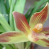 cochleanthes04