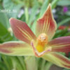 Cochleanthes hybrid 04