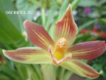 Cochleanthes hybrid 04