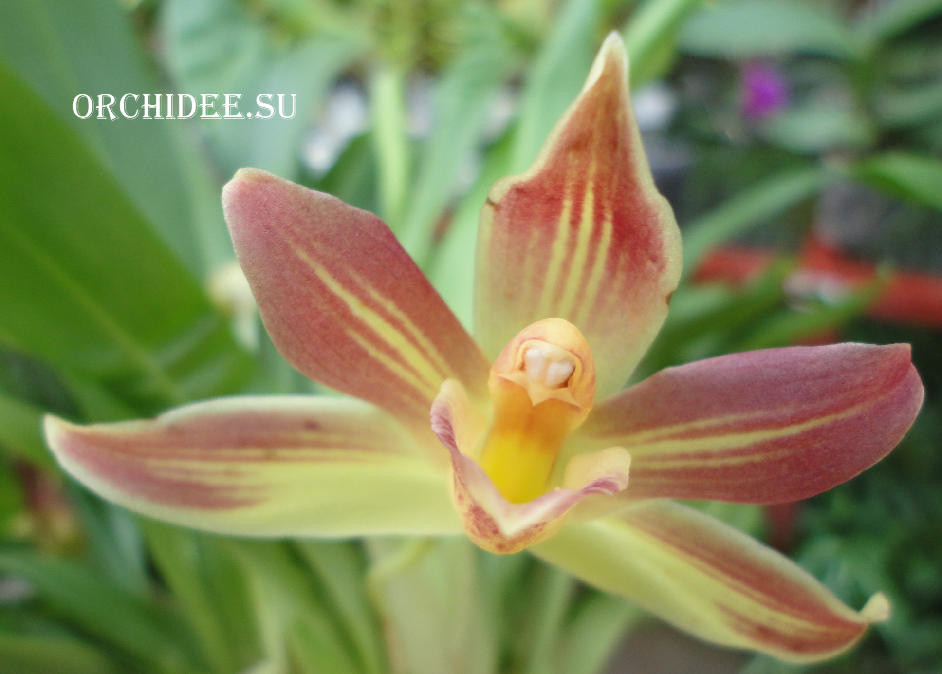 Cochleanthes hybrid 04