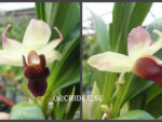 Cochleanthes hybrid 05