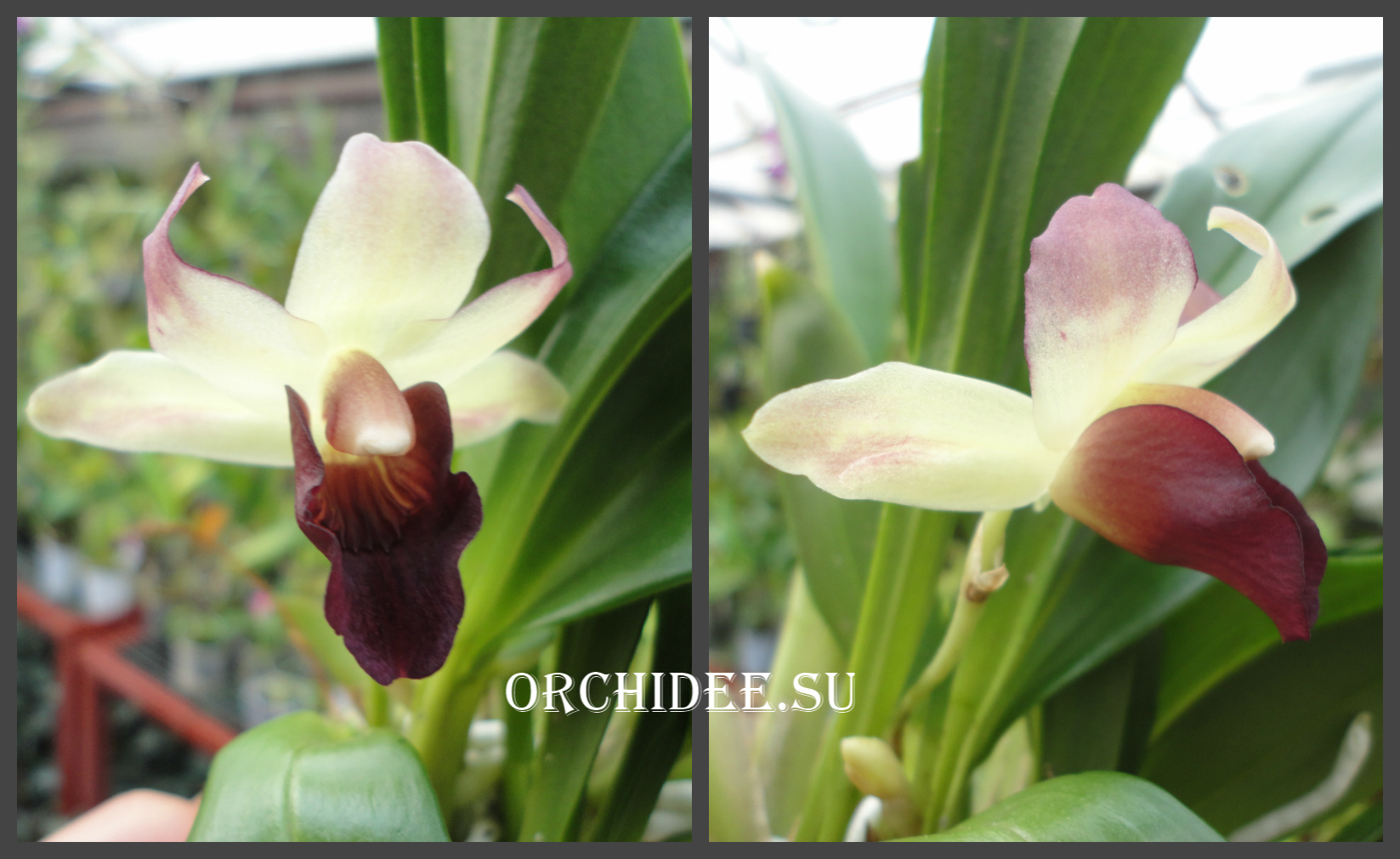 Cochleanthes hybrid 05