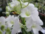 Dendrobium phalaenopsis White mini