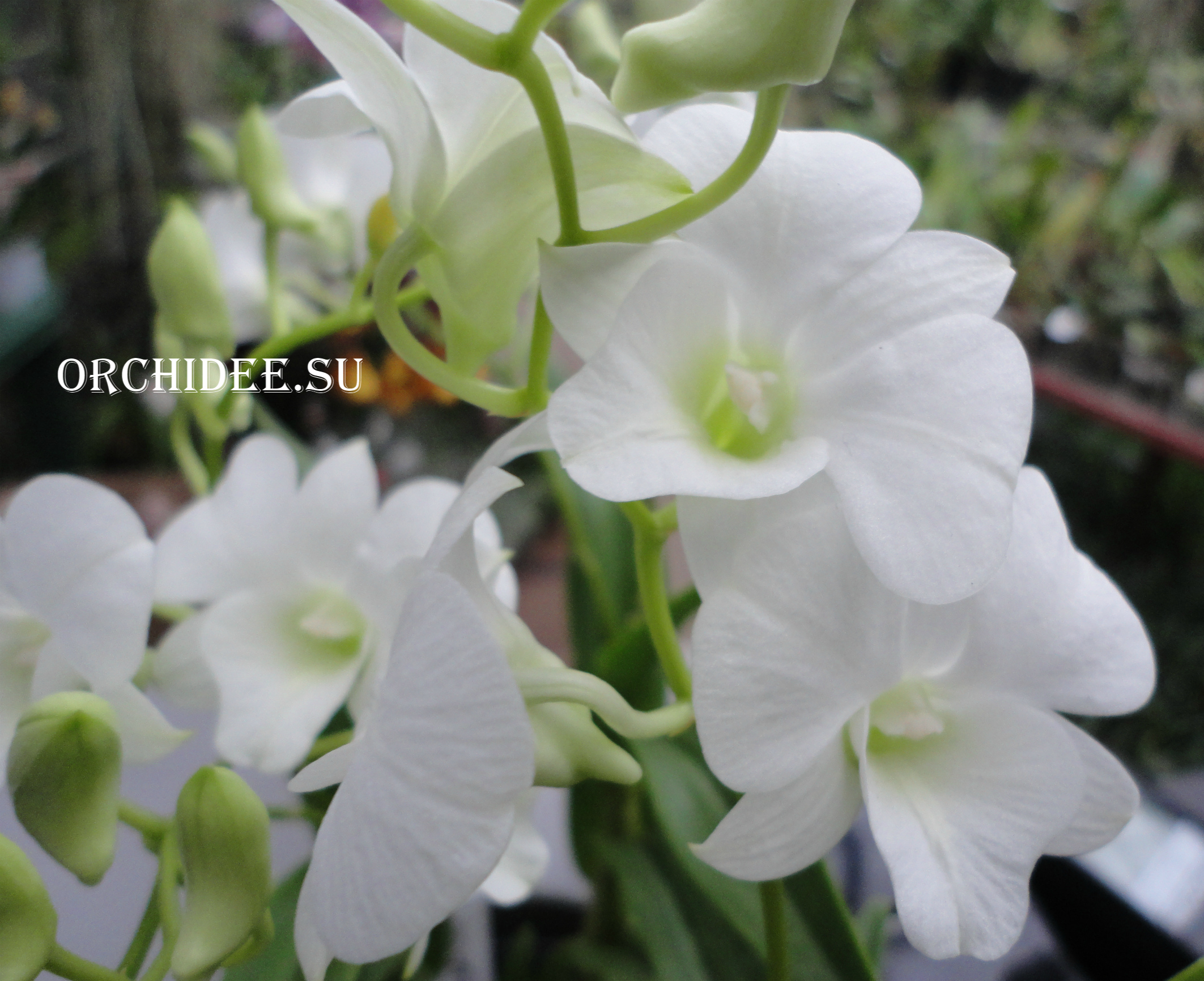 Dendrobium phalaenopsis White mini