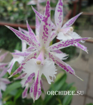 Epidendrum criniferum х Barkeria spectabilis