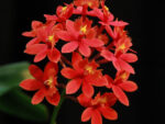 Epidendrum radicans Red