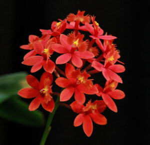 Epidendrum radicans Red