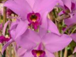 Laelia anceps