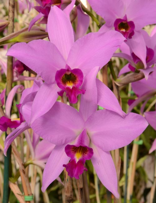 Laelia anceps