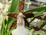 Oncidium hybrid 017