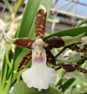 Oncidium hybrid 017