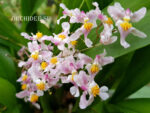 Oncidium sotoanum