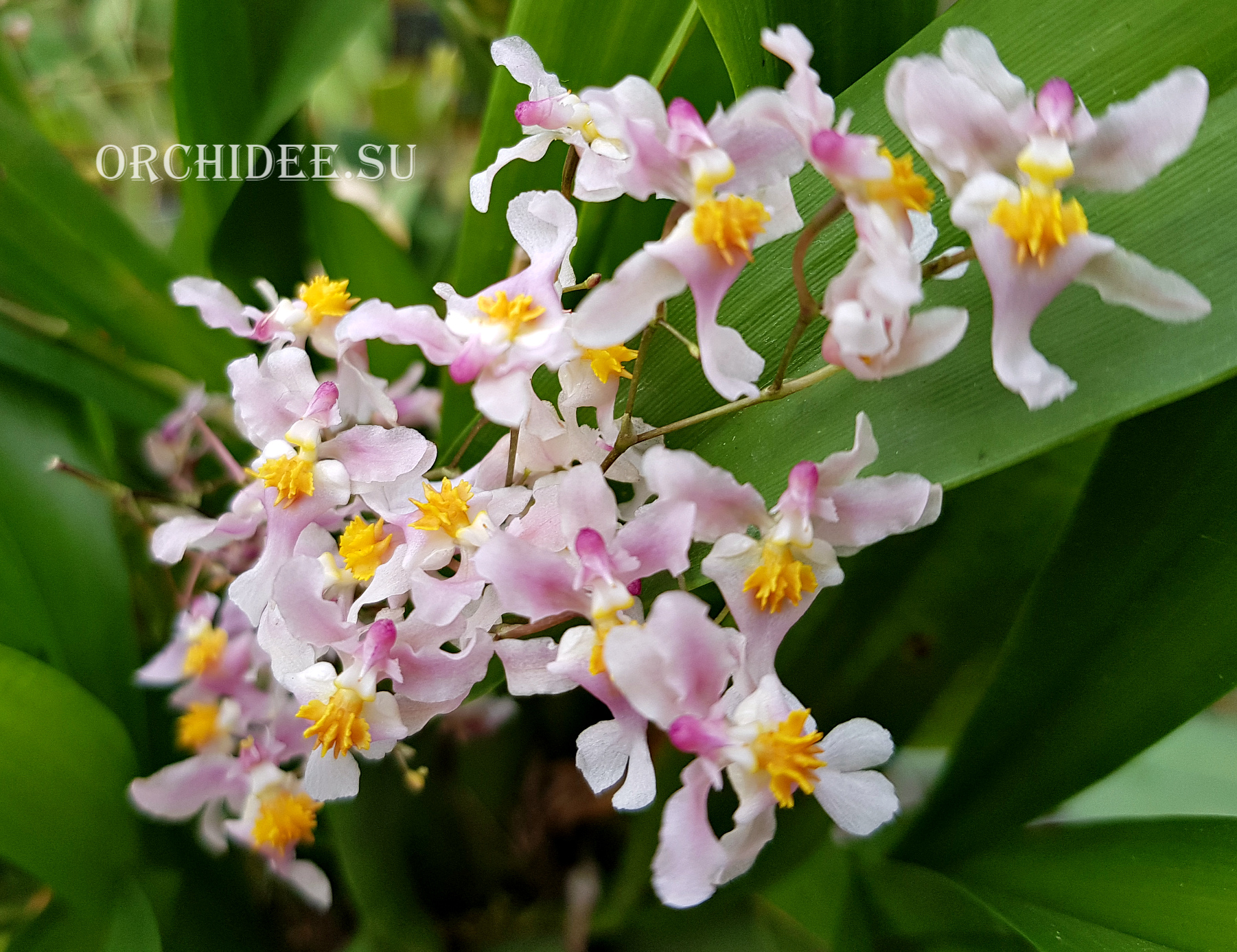 Oncidium sotoanum