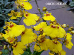 Oncidium Munsterland