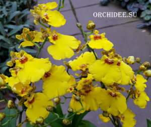 Oncidium Munsterland