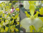 Oncidium Pupukea Sunset alba