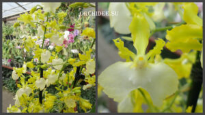 Oncidium Pupukea Sunset alba