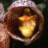 peristeria_pendula_orchi_14