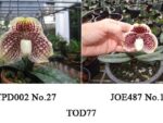 Paphiopedilum leucochilum TOD77
