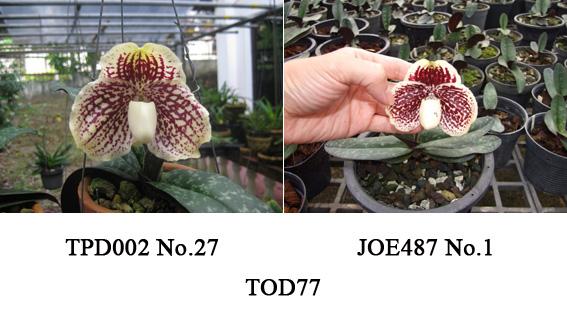 Paphiopedilum leucochilum TOD77