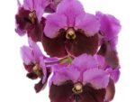 Vanda Divana Pink Maroon
