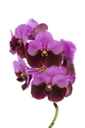 Vanda Divana Pink Maroon