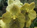 Vanda Cheeta Citron