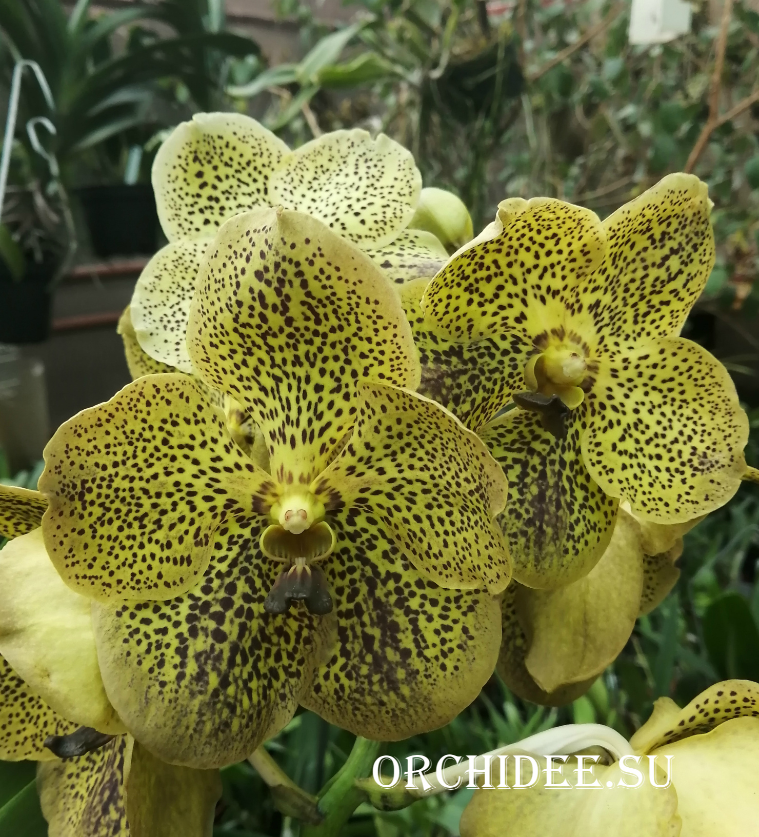 Vanda Cheeta Citron