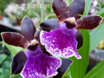 Zygopetalum 'Arthur Elle'