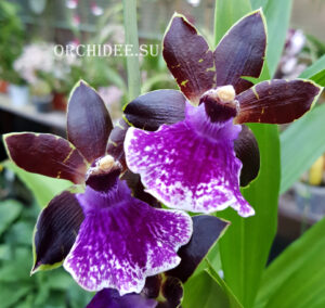 Zygopetalum 'Arthur Elle'