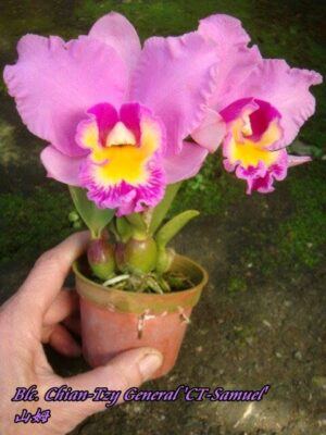 Brassolaeliocattleya Chian-Tzy General 'CT Samuel'