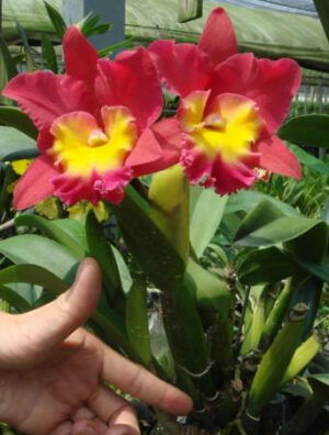 Brassolaeliocattleya Chian-Tzy Salmon 'CT-Delight'