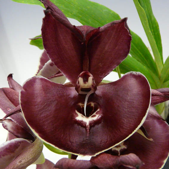 Catasetum Orchidglade 'Jack of Diamond'