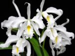 Cattleya maxima alba x self