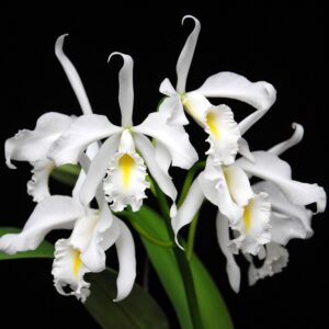 Cattleya maxima alba x self