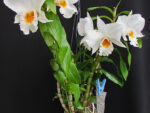 Dendrobium Formidible