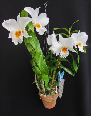 Dendrobium Formidible