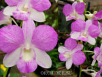 Dendrobium hybrid 01