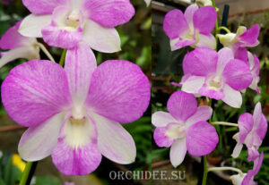 Dendrobium hybrid 01