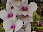 Dendrobium hybrid 02