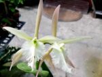 Epidendrum ciliare x Rhyncholaelia digbyana