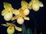 Paphiopedilum Gold dollar (primulinum x armeniacum)