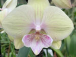 Phalaenopsis PH 274 Yellow Kizz Big Lip