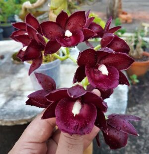 Monnierara Jumbo Delight 'Black Onyx'