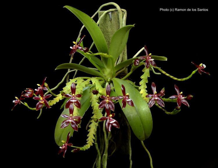Phalaenopsis cornu-cervi fma. chattaladae (4N)