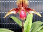 Paphiopedilum hangianum × rothschildianum