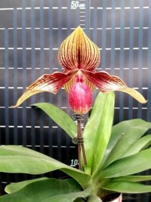 Paphiopedilum hangianum × rothschildianum