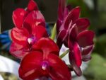 Phalaenopsis Haur Jih Fancy