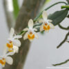 Phalaenopsis malipoensis