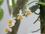 Phalaenopsis malipoensis